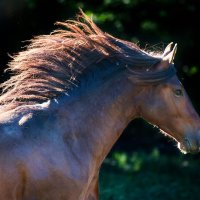 Het Braziliaanse paardenras: Mangalarga Marchador