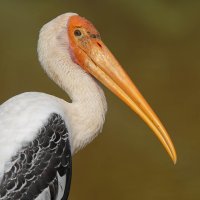 Indische nimmerzat