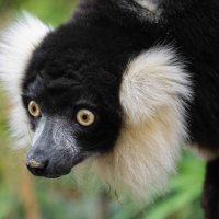 Lemuren van Madagaskar