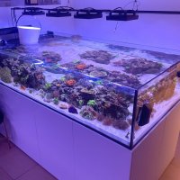 Daily Low-Dose Manganese and Iron Dosing: Coral Growth vs. Diatom Control