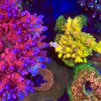 The Basics of Minor Trace Elements in Reef Aquariums