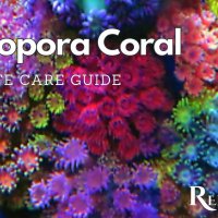 Saltwater Fish Tanks Made Simple