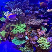 The Importance of Calcium Alkalinity and Magnesium in a Reef Tank