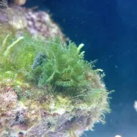 Spurenelemente im Meerwasseraquarium dosieren