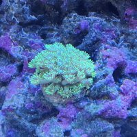 My goni not looking so good. Added manganese and doesnt seem to like it.