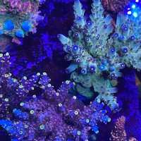 The Importance of Calcium Alkalinity and Magnesium in a Reef Tank