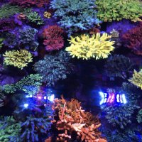 The Basics of Minor Trace Elements in Reef Aquariums