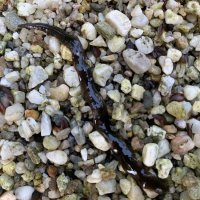 Grote gevlekte landplatworm