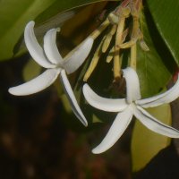 hancornia speciosa
