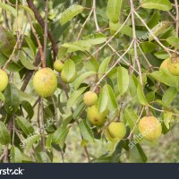 Mangaba Fruit Mangabeira Rustic Tree That Stock Photo 635371550