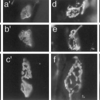 Organization and Reorganization of Neuromuscular Junctions in Mice Lacking Neural Cell Adhesion Molecule Tenascin-C or Fibroblast Growth Factor-5