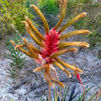 Anigozanthos manglesii