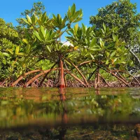 Herstel van mangrovebos