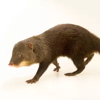Mongooses