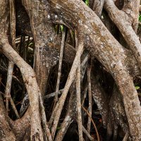 Mangrovebossen levensader voor de hele wereld
