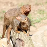 Common Dwarf Mongooses: Meet them at Zoo Leipzig!