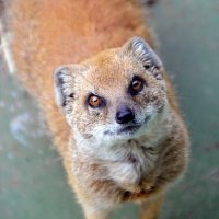 Mongooses