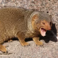 Common Dwarf Mongooses: Meet them at Zoo Leipzig!