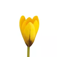 Gele Krokus Yellow Mammouth Bloembollen