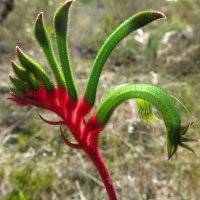 Anigozanthos manglesii