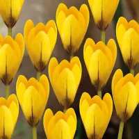Gele Krokus Yellow Mammouth Bloembollen