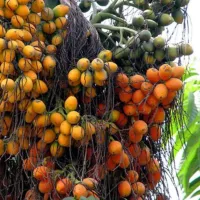 Inter Mangala Arecanut Areca catechu FruitMedicinal Live Plant Hom