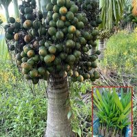 Punarva Live Rare Inter C Mangala Arecanut Plant : Amazon.in: Garden Outdoors