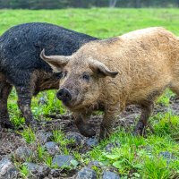 Mangalica