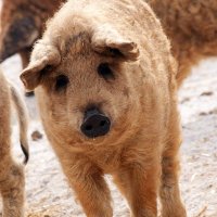 Het Mangalica varken niet zomaar een zwijntje