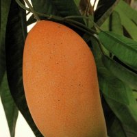 Europalms Europlams Mango Boom met Vruchten 165 cm Groen : Amazon.nl: Wonen keuken
