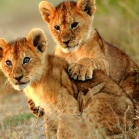 Lake Manyara National Park