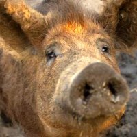 Mangalica
