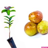 Muda de Mangaba Altura de 20 a 40cm Frutferas-AMK