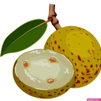 Vector illustration Mangaba fruit scientific name Hancornia Speciosa isolated on white background. 37913607 Vector Art at Vecteezy