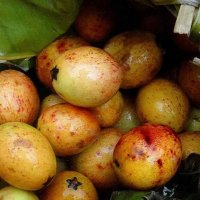 Mangaba: o que é benefcios e como comer