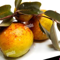 Mangaba fruit Hancornia speciosa with leaves on white background Stock Photo