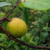 Mangaba Fruit Plant Hancornia Speciosa