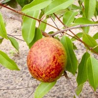 Paraba mantém liderança nacional na produço de mangaba e cresce 2.775 na extraço de umbu