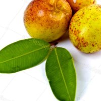 Mangaba Stock Photo vtupinamba 5825360
