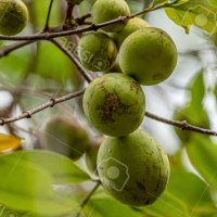 Tree With Fruits Called Mangaba Of The Species Hancornia Speciosa With Selective Focus Stock Photo Picture and Royalty Free Image. Image 194658663.