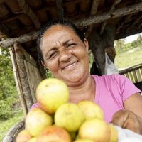 Mangaba uma fruta que est desaparecendo em Pernambuco
