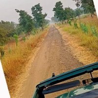 Jungle mein mangal