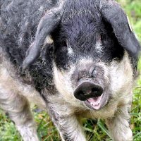 Mangalica