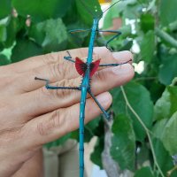 Achrioptera manga