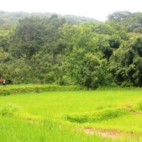 Jungle mein Mangal