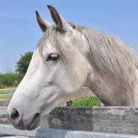 Paarden Oppas Service onderzoektde Mangalarga Marchador!