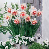Bloembollen Dubbele Narcissen Delnashaugh x10